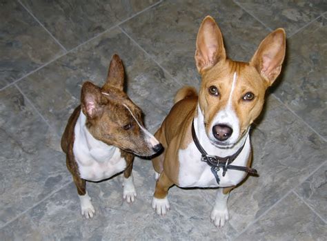 Basenji Rescue and Transport Blog