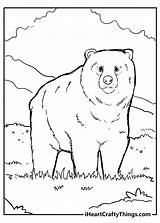 Coloring Pages Bear Printable sketch template