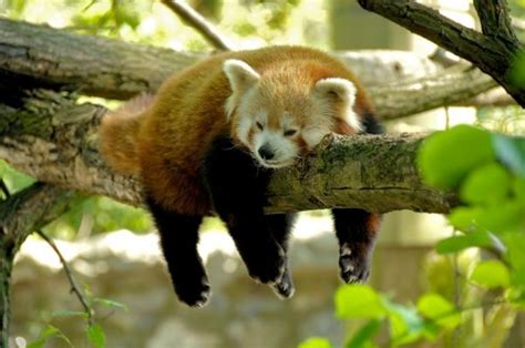 5 Best National Park to Spot Red Panda in India