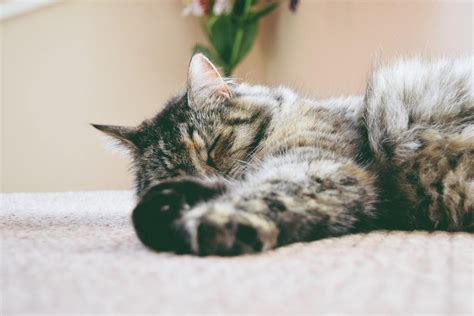 Cat Snoring: Symptoms, Causes, and Treatment – Smart Nora