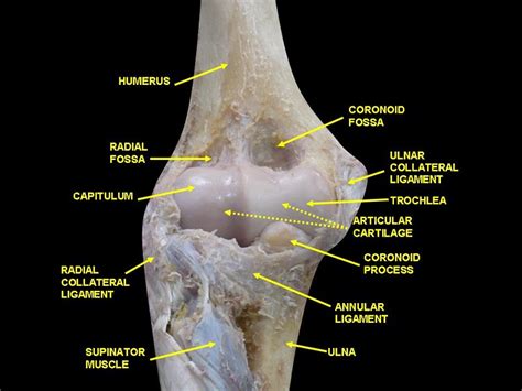 Articular Cartilage - Definition and Function | Biology Dictionary