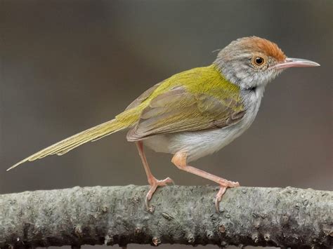 Sastrecillo Común - eBird | Pet birds, Flock of birds, Bird species