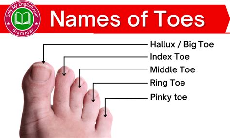 Names of Toes: Individual Names of Toes on Feet » Onlymyenglish.com