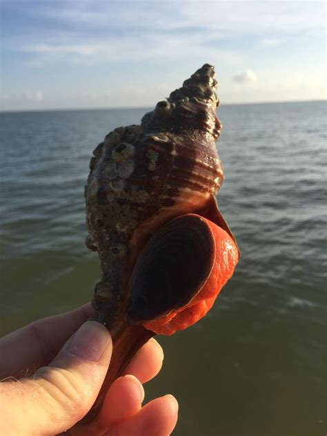 Tripufusus giganteus also known as the Florida Horse Conch in Corpus Christi Bay | Corpus ...