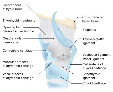 Larynx: Anatomy | Concise Medical Knowledge