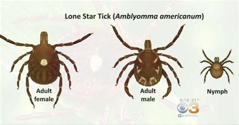 Lone Star Tick Bite Causes Uncommon Side Effect - CBS Philadelphia