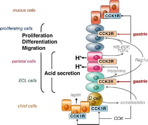 Figure 5 from Cholecystokinin and gastrin receptors. | Semantic Scholar