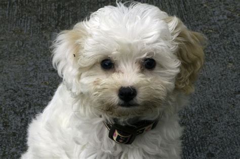 These 7 Cavachon Breeders Are The Ones You Can Trust