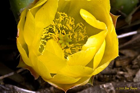 Beavertail Cactus Flower - a photo on Flickriver