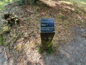 Burnham Beeches walks - England's Top Ancient Woodland!