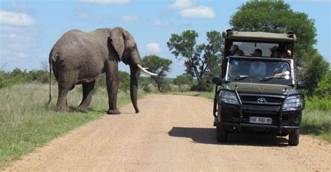 Joanesburgo: Safári Parque Nacional Kruger em Veículo Aberto | GetYourGuide