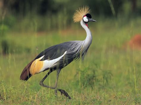 16 Birds With Beautiful Crowns (With Pictures) - Sonoma Birding