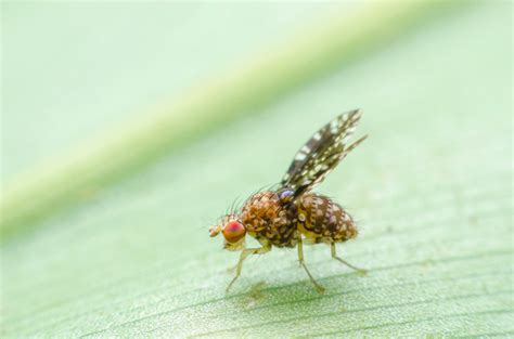 Contaminated Food By Flies