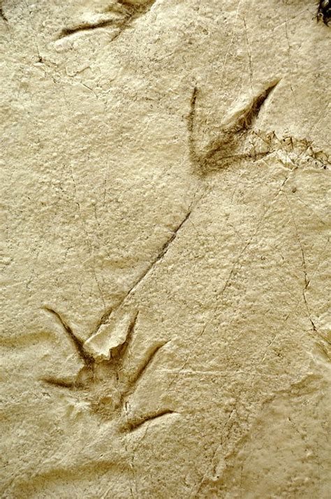 Dinosaur footprint fossils - Stock Image - C010/2631 - Science Photo ...