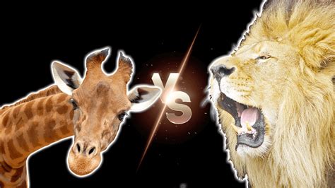 Giraffe Vs Lion Fight Comparison, Who Would Win - Known Pets