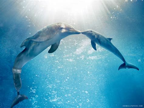 Winter The Dolphin Wallpapers - Wallpaper Cave