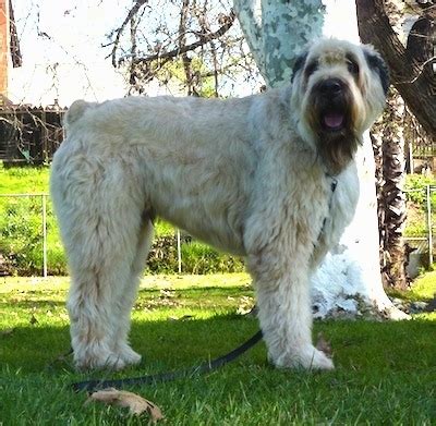 Bouvier des Flandres Dog Breed Information and Pictures