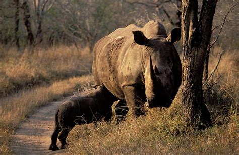 White Rhino Feeding It's Calf. Hluhluwe Photograph by Roger De La Harpe - Pixels