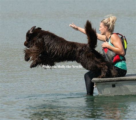 20 Newfoundlands That Are Training To Save Your Life - My Brown Newfies