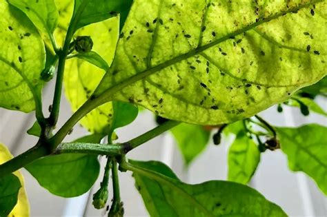 Spots On Pepper Leaves - How to Diagnose and Treat - Pepper Geek