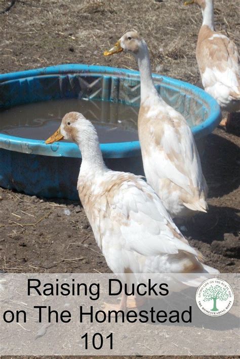 Raising Ducks on The Homestead 101 | Raising ducks, Chickens backyard ...