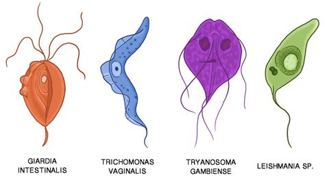 Protists and Human Disease | CK-12 Foundation