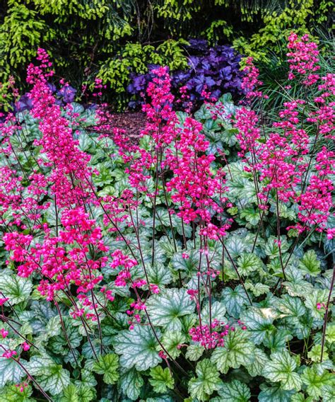 Heuchera care and growing guide – expert tips for stunning coral bells