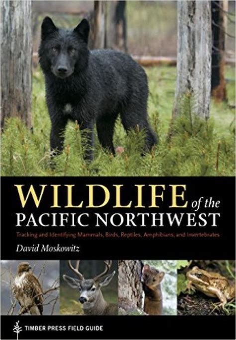 Wildlife of the Pacific Northwest — David Moskowitz Wildlife Tracking and Photography