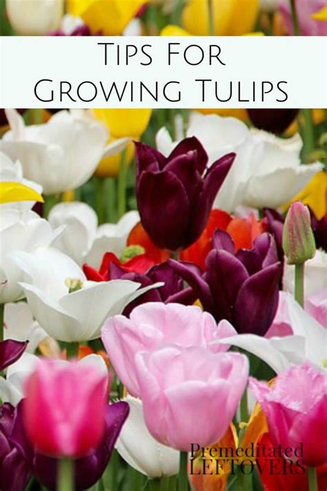 Tips for Planting Tulip Bulbs