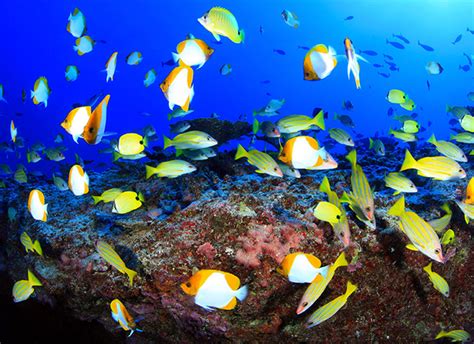 Protecting Ocean Ecosystems for Future Generations | whitehouse.gov