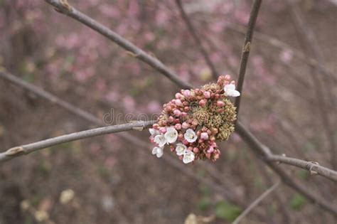 Viburnum Carlesii Shrub in Bloom Stock Photo - Image of foliage, close ...