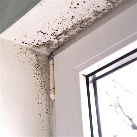 5 Most Common Types of House Mold and How to Get Rid of It - 2024 Guide - Bare Foots World