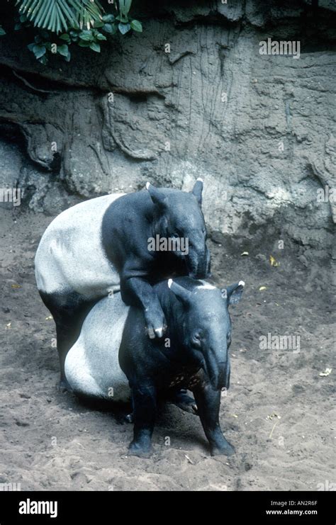 Malayan tapirs mating Stock Photo - Alamy