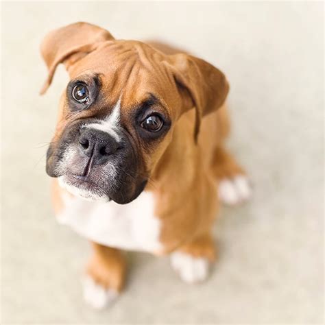 Boxer Puppies: Cute Pictures And Facts - DogTime