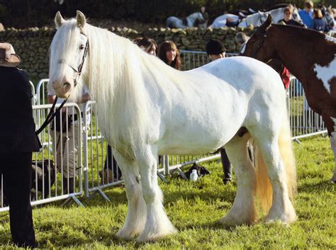 Liberty - Horses: Gypsy Cobs