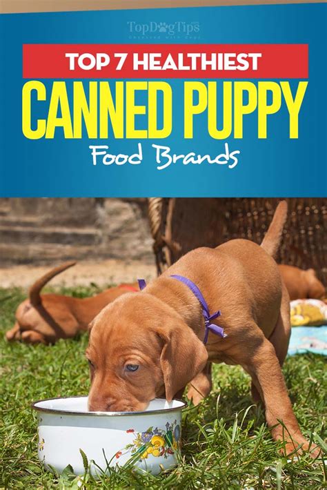 Top 7 Best Canned Puppy Food Brands in 2017 (for small and large dogs)