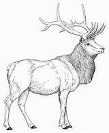 Free Rocky Mountain Elk Coloring Page Download  sketch template