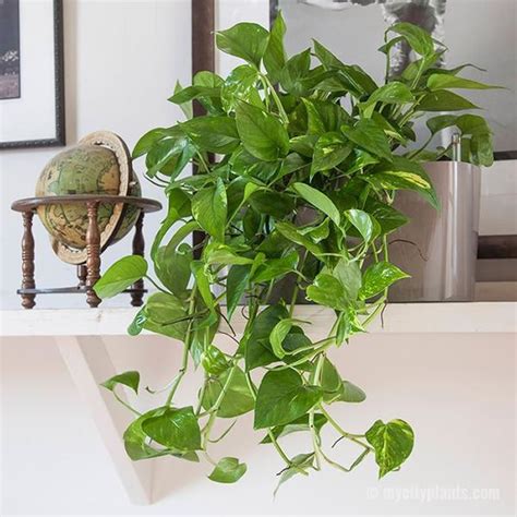 Get Clean Breathable Air With These 6 Indoor Plants!