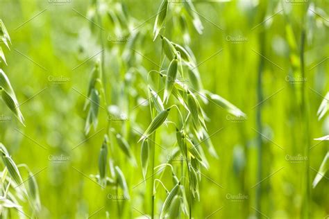 oats cultivation | Green plants, Agriculture photos, Plants