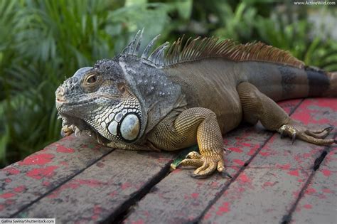 Facts About Iguanas: Information, Pictures & Video | Rainforest animals ...