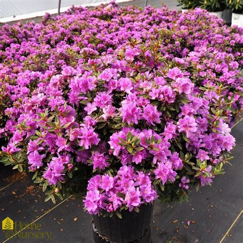 Rhododendron x Purple Gem Azalea from Home Nursery