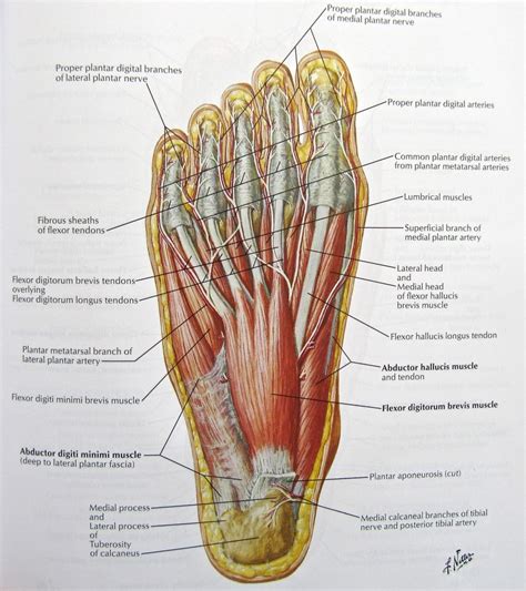 Foot Nerves Anatomy Pictures: Diagram Of Nerves In Foot, – Human ...