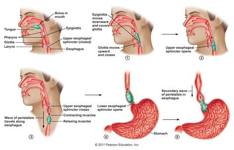 mastigação fisiologia - Pesquisa Google