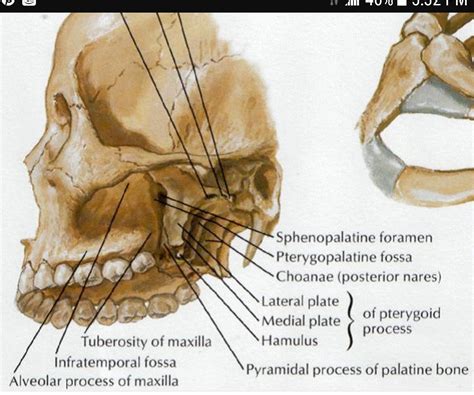 Pterygopalatine Ross's | Anatomy