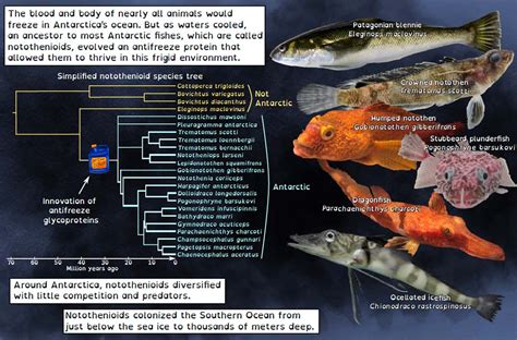 Climate change might cause disease outbreak in Antarctic fish ...