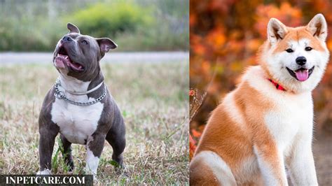 Pitbull Akita Mix: A Complete Guide (With Pictures)