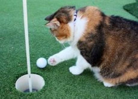 Top 10 Fit & Active Cats Who Love Sports - Paperblog