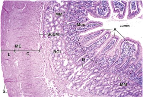 Study Guide: Digestive #7 (Histology of small intestine- villi ...