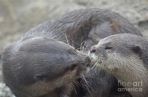 Beautiful Kissing River Otter Pair Snuggling and Cuddling Photograph by DejaVu Designs