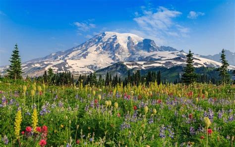 Mount Rainier National Park: A Haven for Nature Enthusiasts | Skyblue Overland